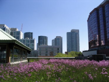 Green Roof, Courtesy of Wikipedia Commons